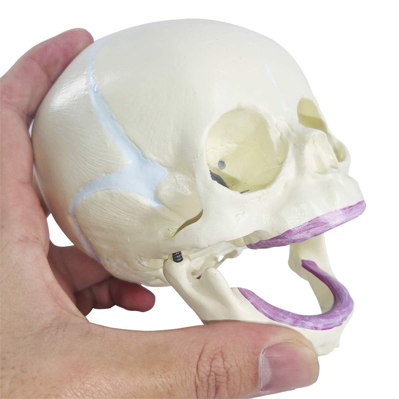 EVOTECH SCIENTIFIC Human Infant Skull Model, Life Sized Fetus Anatomy Skull Model for Medical Teaching Learning, Students Education Display Tool, Hand Painted - Image 4